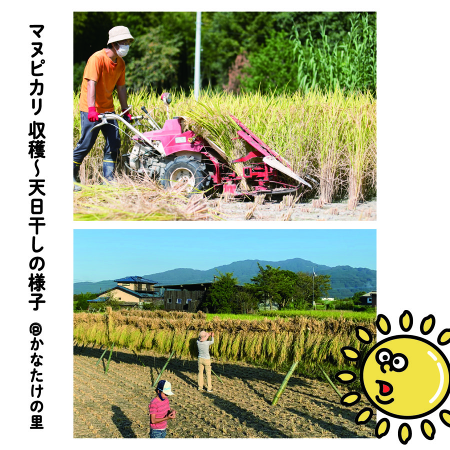 マヌピカリ - かなたけの里産ヒノヒカリ