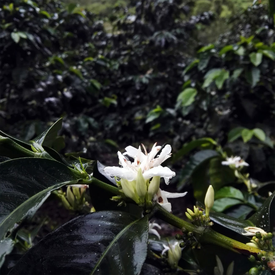 New Coffee Beans (2月-01)