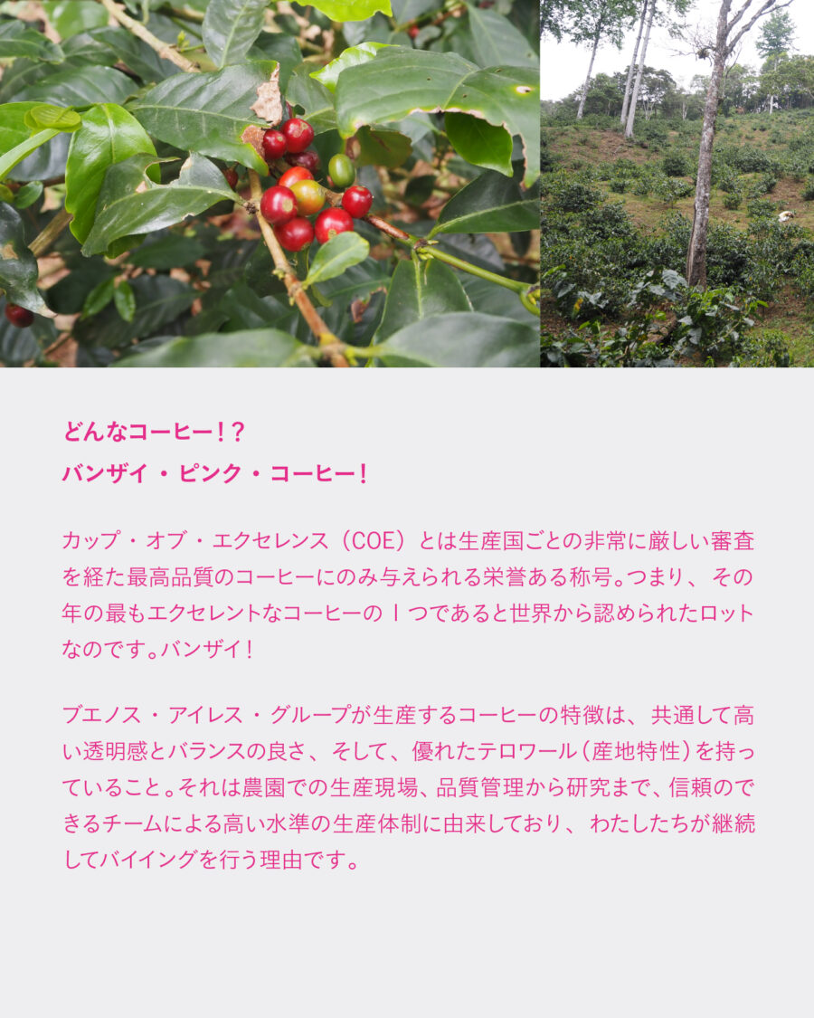 COEニカラグア優勝ロット、2回目（最終）焙煎分の販売について