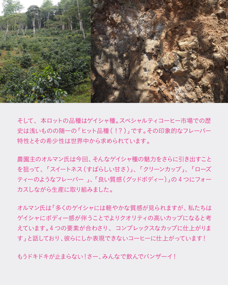 COEニカラグア優勝ロット、2回目（最終）焙煎分の販売について